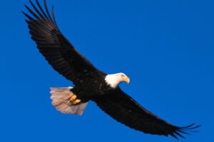 Eagle Soaring High177342646